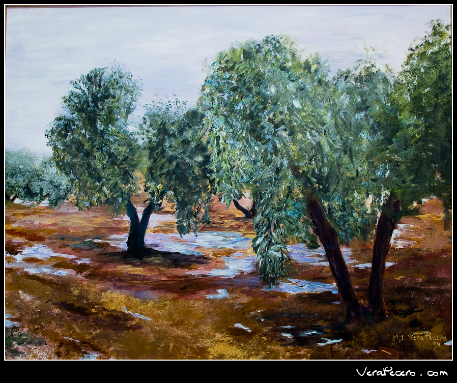 Olivos tras la lluvia